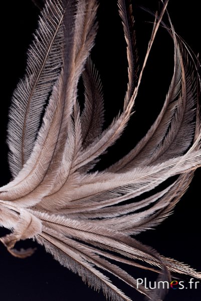 Emu - 23-28 cm - natuur